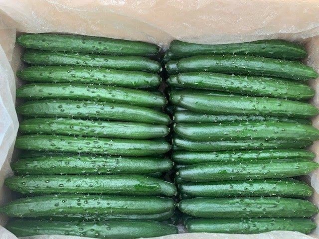 出荷用の箱にきれいに詰められた新鮮なきゅうり