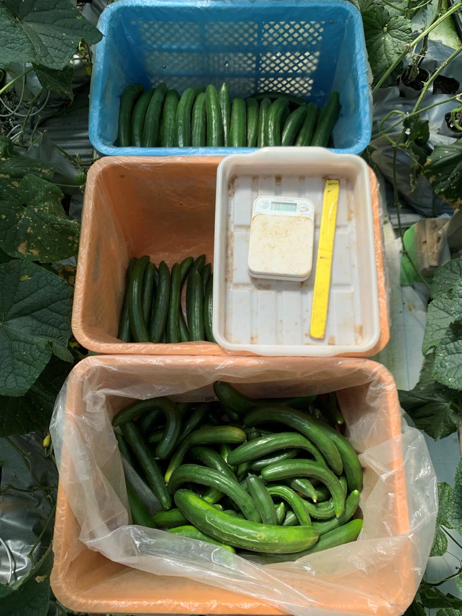 収穫したきゅうりを選別・集荷する様子